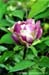 Rockii Peony: CHUN YOU